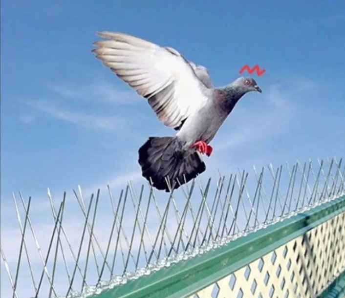 Bird spike installation service